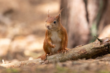 A cute red squirrel sat on a log in a woodland setting