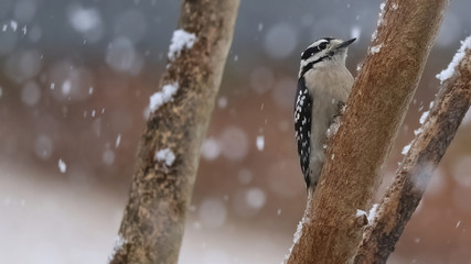 A female Downy Woodpecker perched on a crepe myrtle tree in a snowfall, looking up. Horizontal with copy space.
