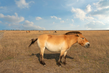 Horse animal in steppe, autumn landscape. Przewalski's horse