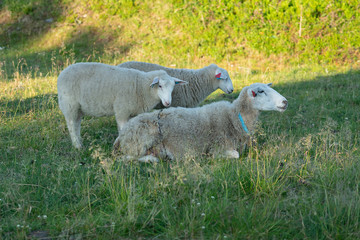 Naklejka na ściany i meble Sheeps farm animals laying on green grass, Norway