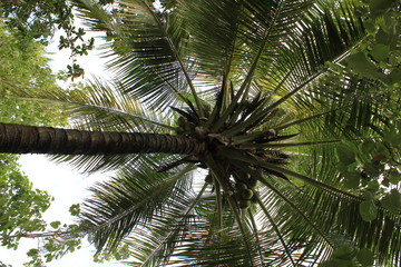 Fototapeta premium palm tree