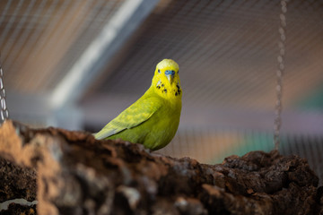 Ein grüner Wellensittich Hahn