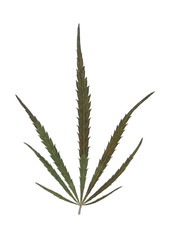 Realistic marijuana leaf. Cannabis plant isolated on white background.