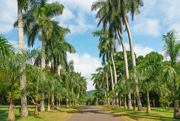 Palm trees alley, Sri Lanka natural green landscape with tropical tree with nuts. Royal Botanical Gardens, Peradeniya, Kandy.