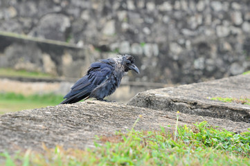 The old wise crow sits on the wall of the fortress. Fort in the old town of Galle, Sri Lanka.