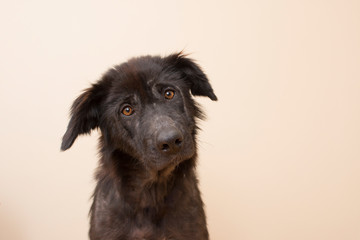 closeup portrait of curious black dog cocking head, isolated beige background