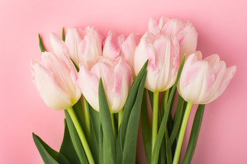 Spring flower pink tulips on the pink background. Theme of love, mother's day, women's day