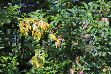 Fire blight, fireblight , apple disease caused by bacteria Erwinia amylovora