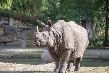 Fototapeta premium Nashorn im Tierpark Berlin