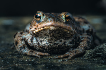 Toad portrait