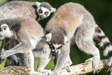 Kattas im Tierpark Berlin
