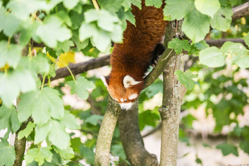 roter Panda im Tierpark Berlin