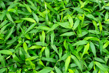 Fototapeta premium Overhead lush green leaves seamless background. Tropical garden.