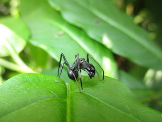Forest ants on leaves