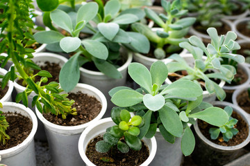 Many small green plants in pots growing in greenhouse.