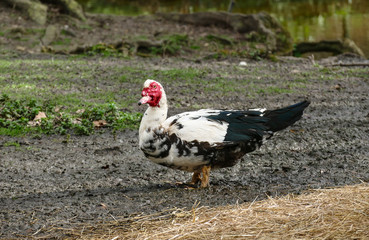 Beautiful and rare species of black and white muscovy duck with red head, Cairina moschata