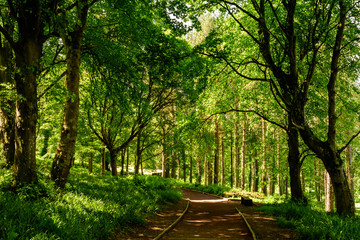 Empty leading path in a forest with old green trees and leaves in a summer day in Scotland, United Kingdom, beautiful outdoor natural background photographed with soft focus