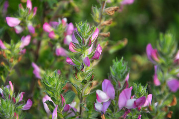 In nature, Ononis arvensis blooms in the meadow