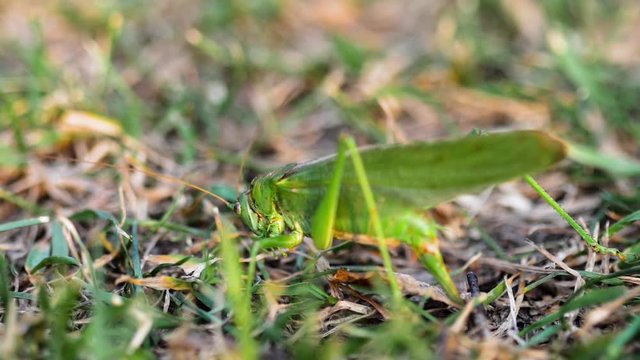Big green locust female lays eggs