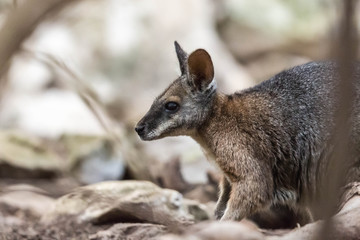 Naklejka na ściany i meble wildes Wallaby auf Kangaroo Island, Australien
