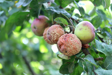 Brunch with bad rotten apples in orchard,  sick monilinia fruit rot (monilia). Brown rot Monilia...
