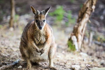 wildes Wallaby auf Kangaroo Island, Australien