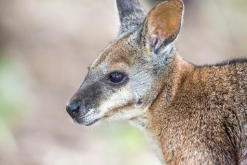 wildes Wallaby auf Kangaroo Island, Australien