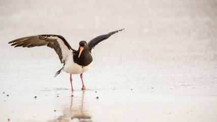 Austernfischer in der Brandung, Australien