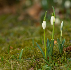 snowdrops the second position