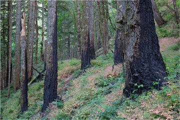 Wild Fire Forest Damage