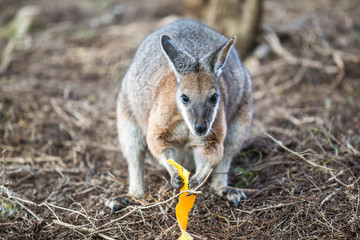 Naklejka na ściany i meble wildes Wallaby, Kangaroo Island, Australien