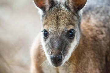 wildes Wallaby, Kangaroo Island, Australien