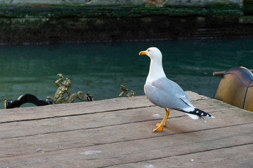 Gabbiano sulla banchina delle gondole a venezia