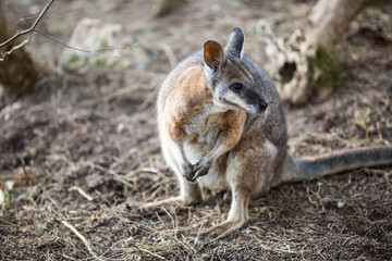wildes Wallaby, Kangaroo Island, Australien