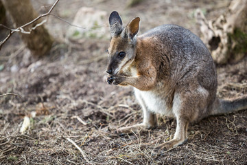 Naklejka na ściany i meble wildes Wallaby, Kangaroo Island, Australien