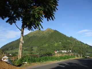 trees and mountains in the morning
