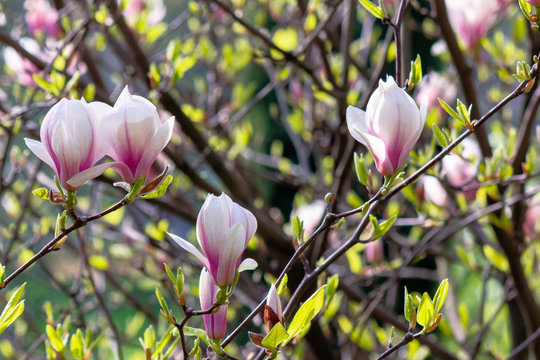 white magnolia blossom background in backlit sunlight. beautiful nature scenery in springtime
