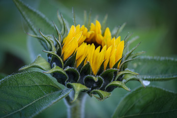 Bright yellow sunflower with dew on foggy morning