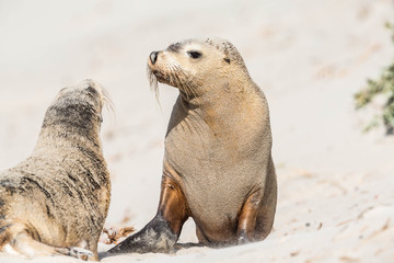wilde Seel&ouml;wen auf Kangaroo Island, Australien