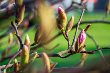 closed buds of magnolia tree. beautiful nature scenery in morning light. green and purple colors