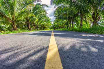 Road with coconut trees on both sides.  Countryside beautiful road and colorful natural in Pak Phanang. Thailand.