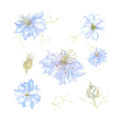 Fototapeta na wymiar Hand-Drawn Watercolor Nigella Flowers Set. Beautiful Artwork For Print, Postcard, Fabric or Wrapping Paper