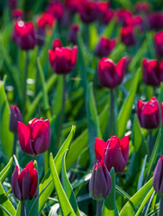 Tulips in vibrant pink colour on display at Keukenhof Gardens, Lisse, South Holland. Lisse is the centre of Holland's floriculture industry.