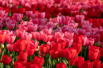 Keukenhof, Netherlands. April 2019. Tulips in vivid red colour on display at Keukenhof Gardens, Lisse, South Holland.