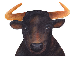 Portrait of a bull. Watercolor illustration. The bull looks at the camera. Cattle. Illustration for design and decor.