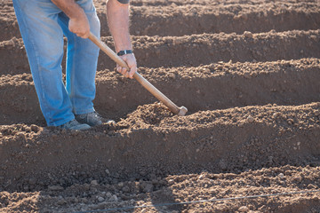 farmer preparing land with hoe to plant potatoes
