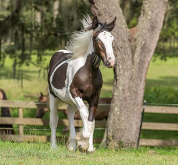 Obraz na płótnie Canvas Gypsy Vanner Horse foal running in fenced paddock