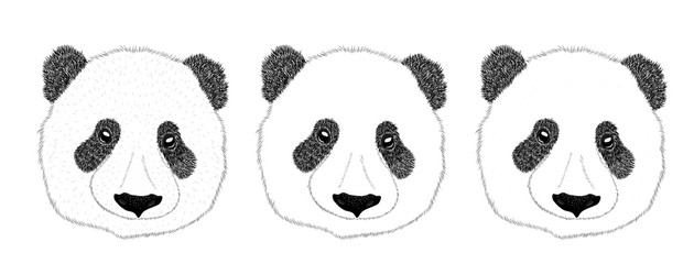 Obraz premium Panda animal cute face. Asian panda bear head portrait. Realistic fur portrait funny black and white panda animal