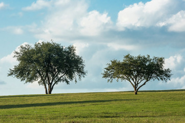 Fototapeta na wymiar Oak Trees on horizon with clouds
