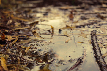 autumn leaves in water